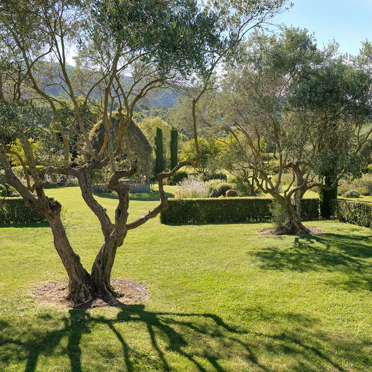 schlossberg-mood-olivenbaume-1200x1200
