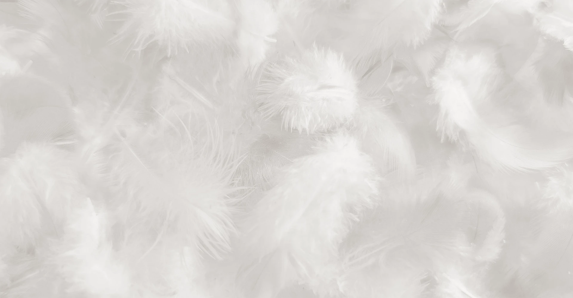 Schlossberg-Bettdecken-Kissen-Fuellmaterial-Daunen-1920x1000 Schlossberg-Bettdecken-Kissen-Fuellmaterial-Daunen-1920x1000